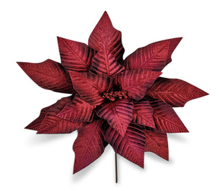 BURGUNDY SHADOW POINSETTIA