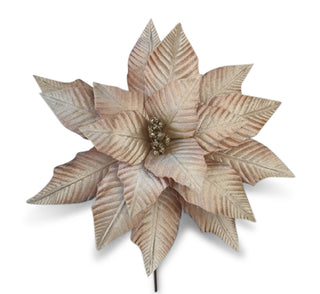 CHAMPAGNE SHADOW POINSETTIA