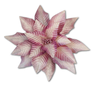 PINK SHADOW POINSETTIA