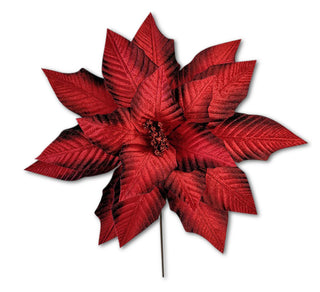 RED SHADOW POINSETTIA