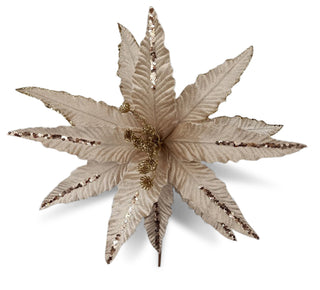 CHAMPAGNE SLIM PETAL POINSETTIA