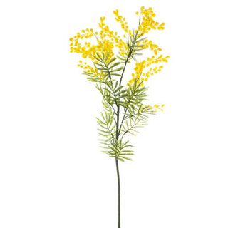 AUSTRALIAN NATIVE WATTLE SUPREME YELLOW - 85CM