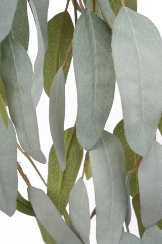 GUM NUT HANGING BUSH - 72CM