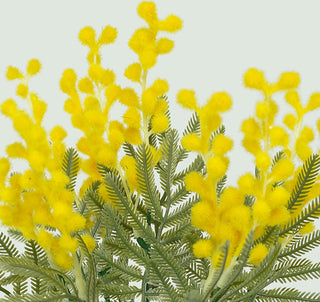 MIMOSA BUSH - 34CM