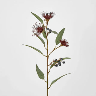 FLOWERING GUM RED