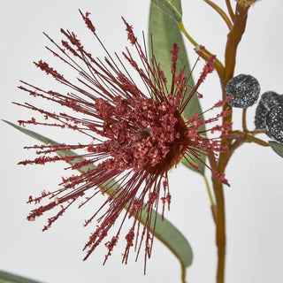 FLOWERING GUM RED