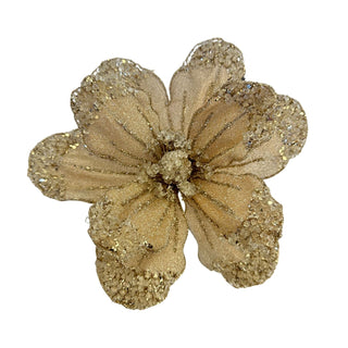 CHAMPANGE POINSETTIA