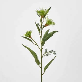 FLOWERING GUM GREEN