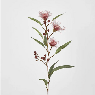 FLOWERING GUM PINK