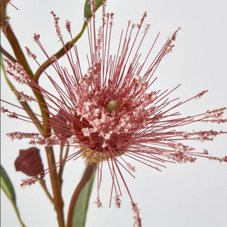FLOWERING GUM PINK