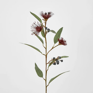 FLOWERING GUM DARK RED