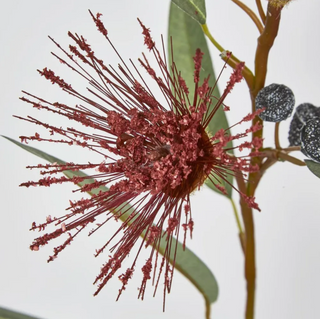 FLOWERING GUM DARK RED