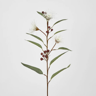 FLOWERING GUM WHITE