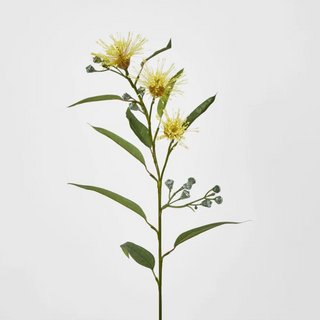 FLOWERING GUM YELLOW