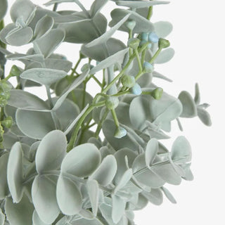 EUONYMUS JAPONICUS BUSH GREY GREEN