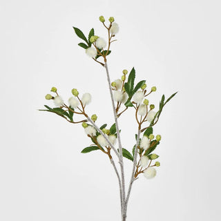 WHITE BLACKWOOD WATTLE - 85CM