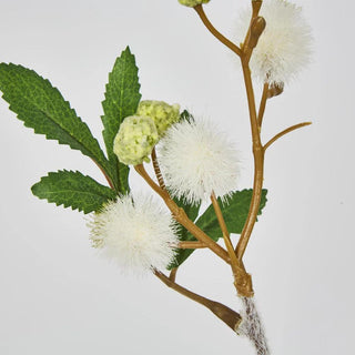 WHITE BLACKWOOD WATTLE - 85CM