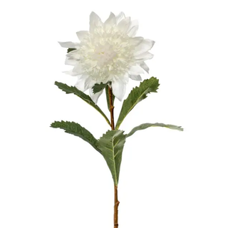 WHITE WARATAH - 80CM