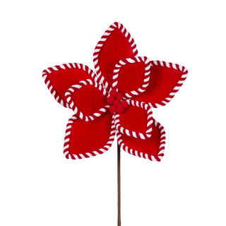RED AND WHITE PIPED POINSETTIA