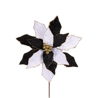 BLACK & WHITE POINSETTIA